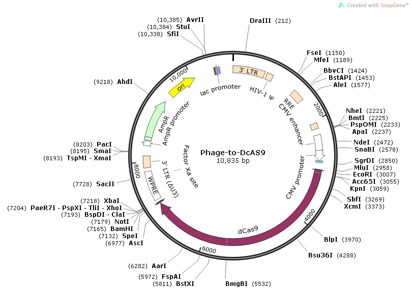 Phage-to-DcAS9