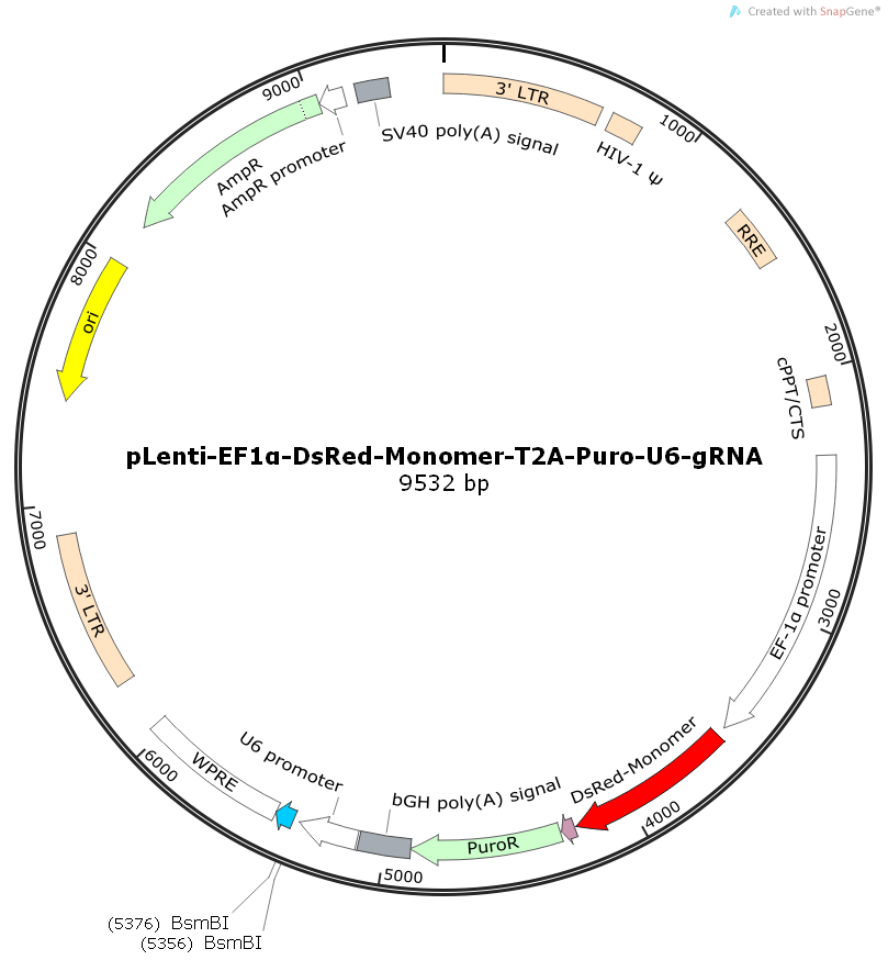 pLenti-EF1α-DsRed-Monomer-T2A-Puro-U6-gRNA