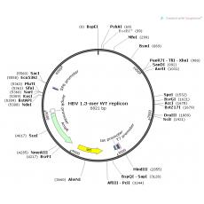 HBV 1.3-mer WT replicon