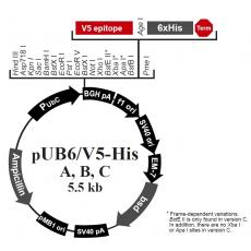 pUB6/V5-His A