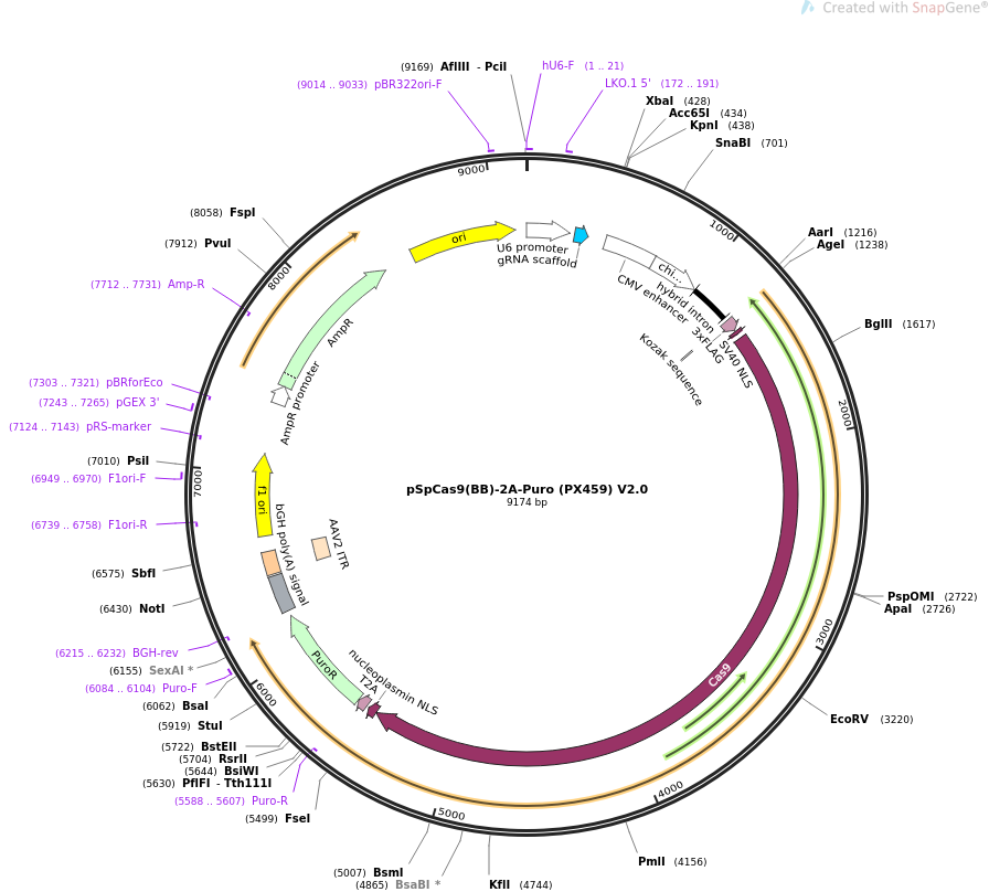 pSpCas9(BB)-2A-Puro (PX459) V2.0