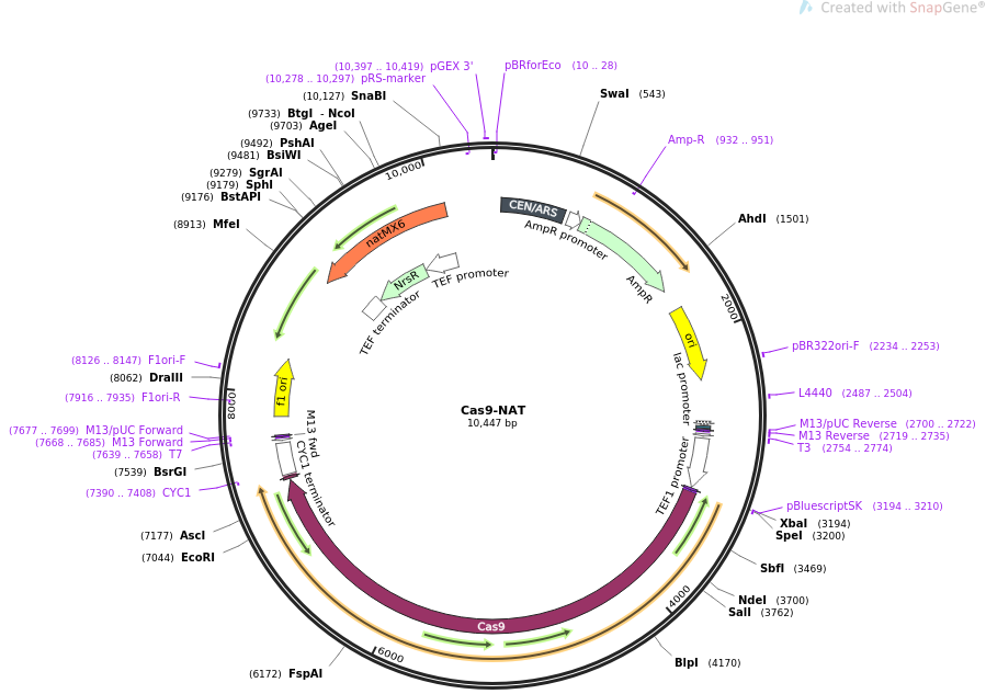 Cas9-NAT