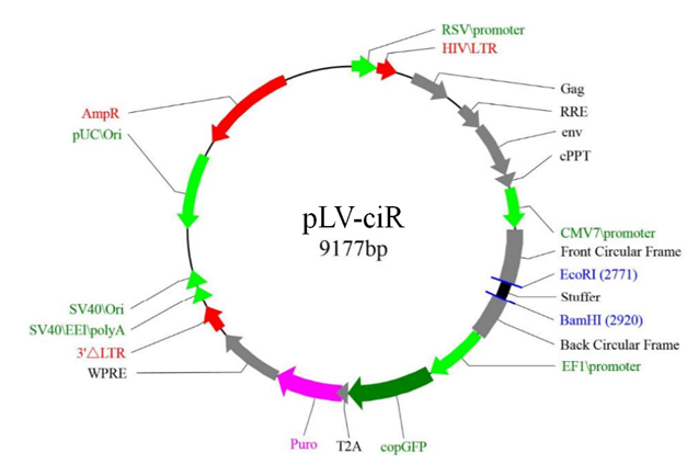 pLV-CiR