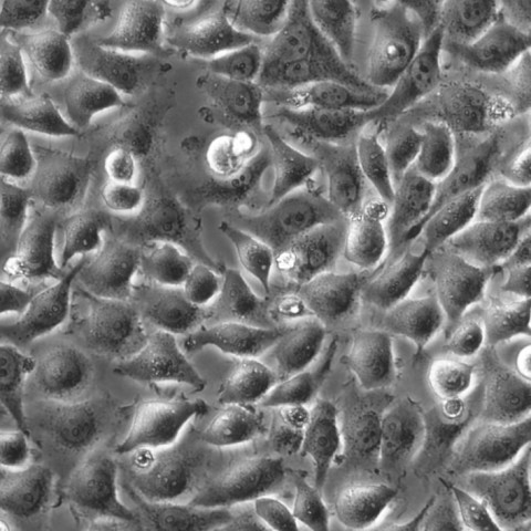 DC2.4细胞;小鼠树突状细胞