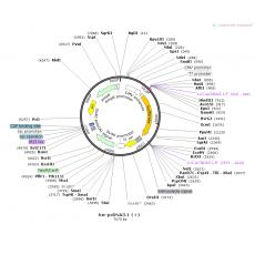 luc-pcDNA3.1(+)