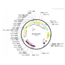  pET32a-MS2噬菌体基因大肠表达质粒