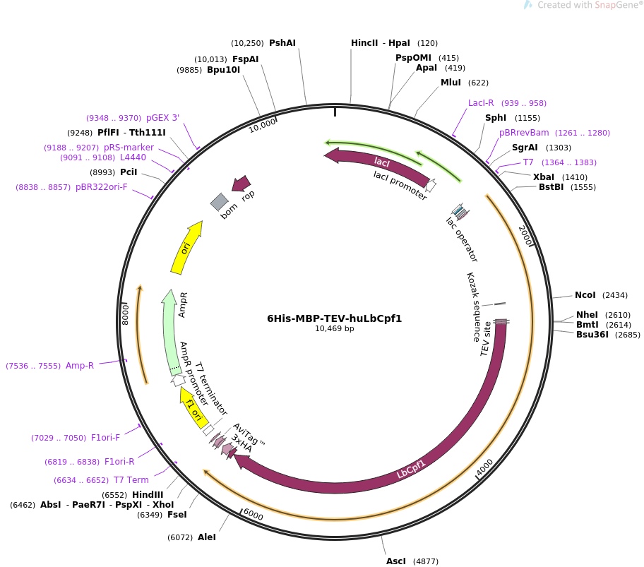 6His-MBP-TEV-huLbCpf1