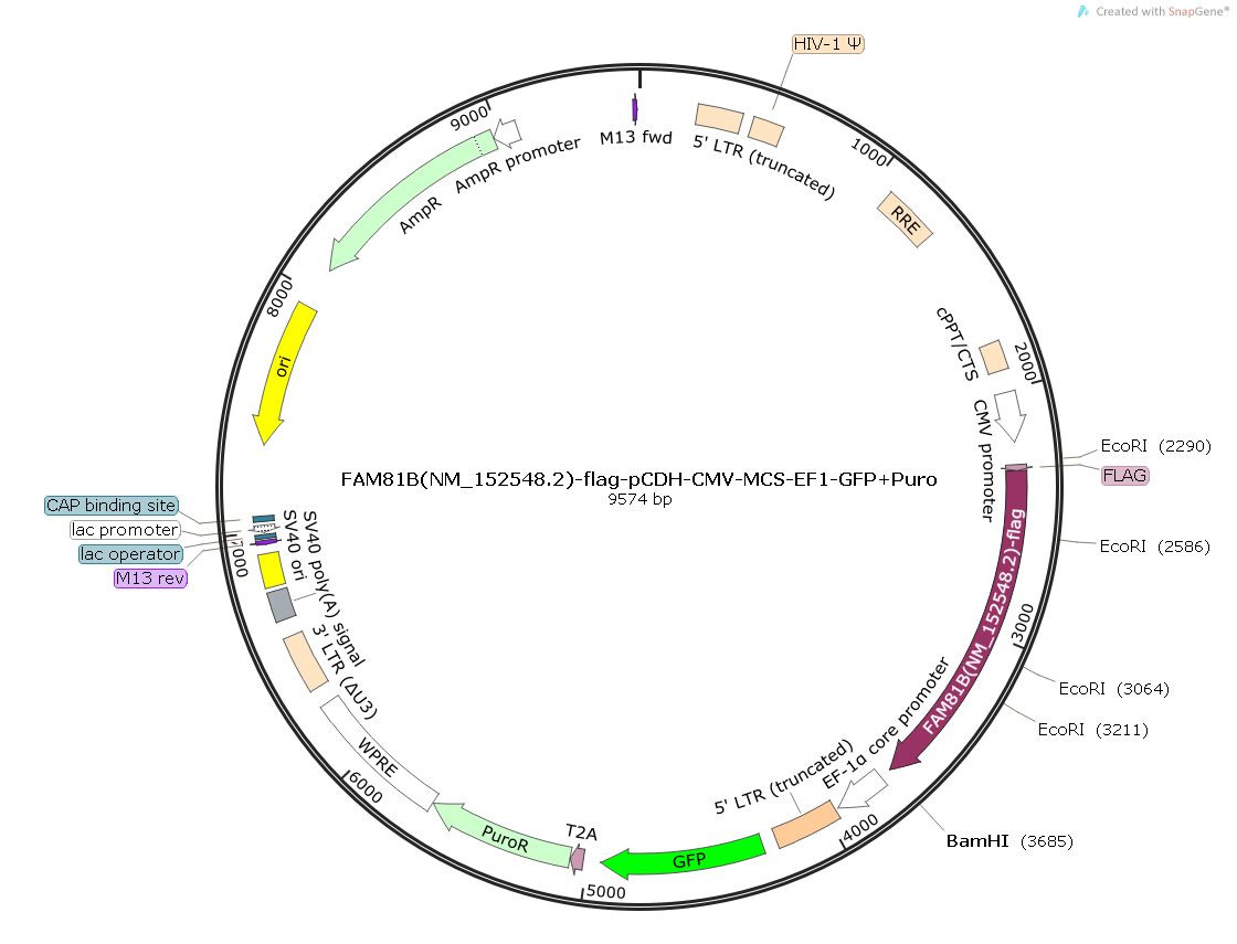 人FAM81B[NM_152548.2] -5' Flag  in pCDH-CMV-MCS-EF1-GFP+Puro