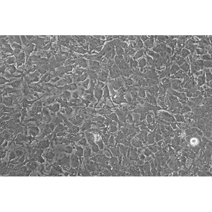 小鼠星型胶质细胞