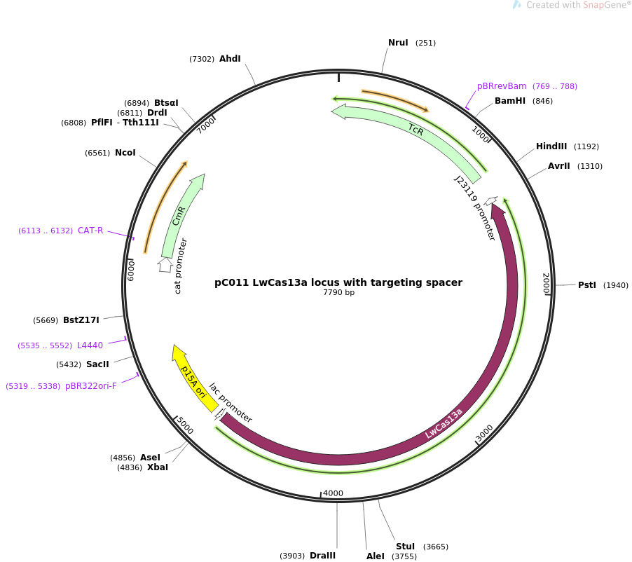pC011 LwCas13a locus with targeting spacer 