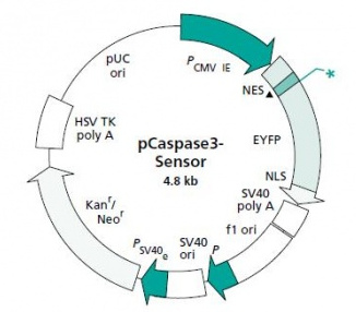 pCaspase3-sensor