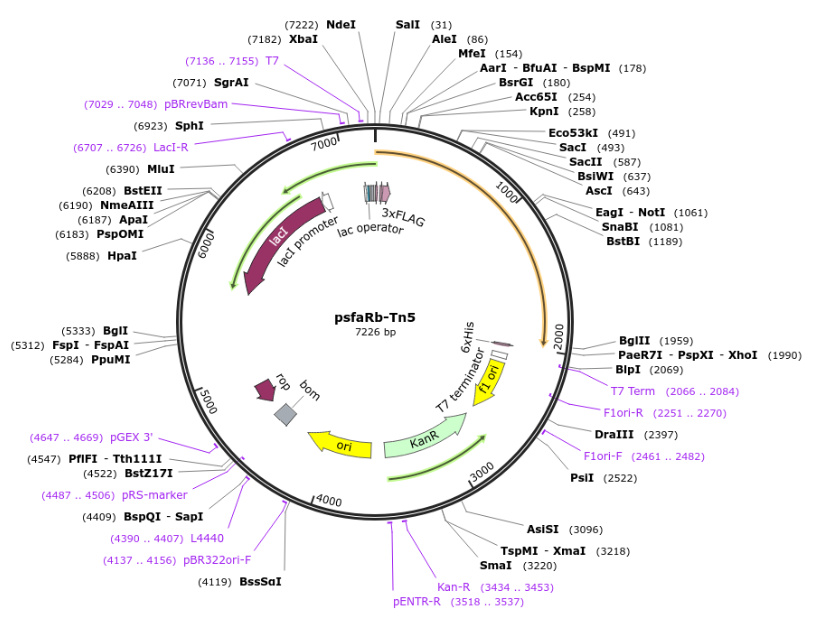 psfaRb-Tn5