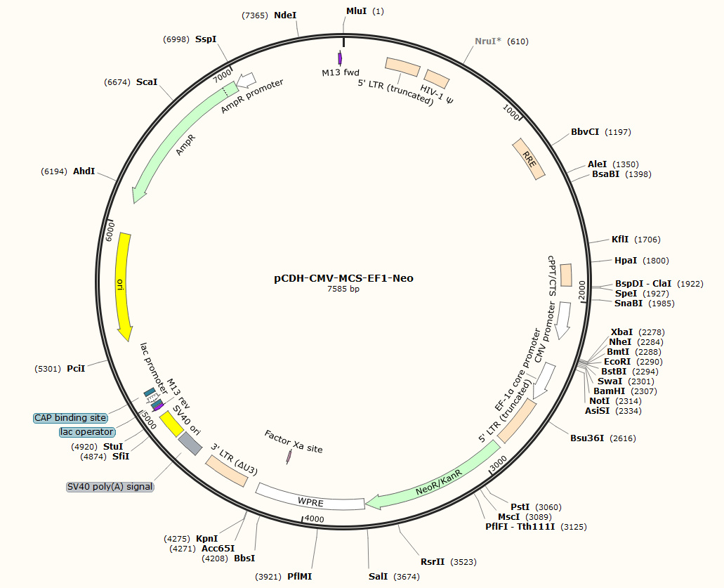 pCDH-CMV-MCS-EF1-Neo