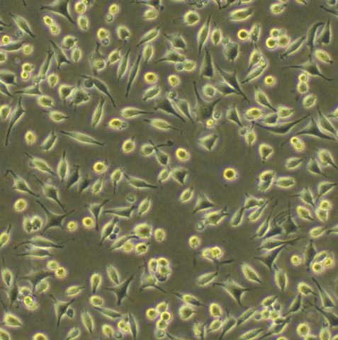 热销l929细胞小鼠结缔组织l细胞株929克隆