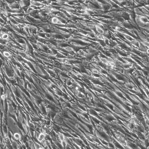 HA细胞;人星形胶质细胞