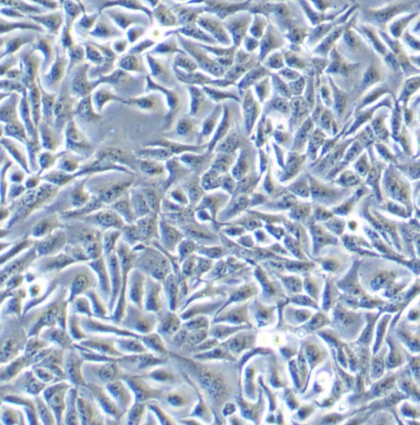 【热销】HaCaT细胞;人永生化表皮细胞