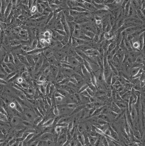 HEB细胞;人脑胶质细胞