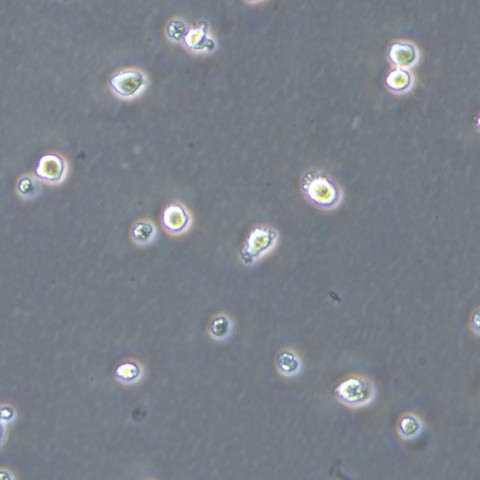 OV90细胞;人卵巢癌细胞