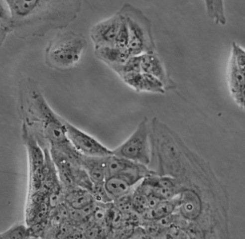 GES-1细胞;人胃粘膜细胞