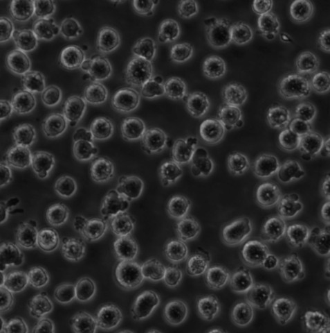 OCI-AML3细胞;人性髓性白血病细胞 