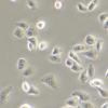HK-2细胞;人肾近曲小管细胞