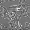NCI-H446细胞;人小细胞肺癌细胞 