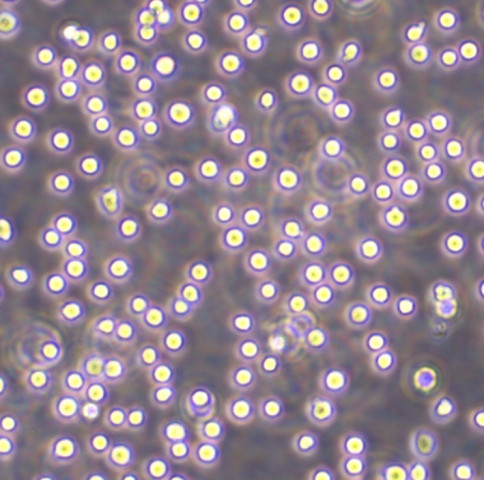 THP-1细胞;人单核细胞白血病细胞