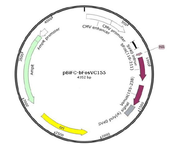 Pbifc-bFosVC155