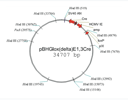 pBHGlox-E1,3cre