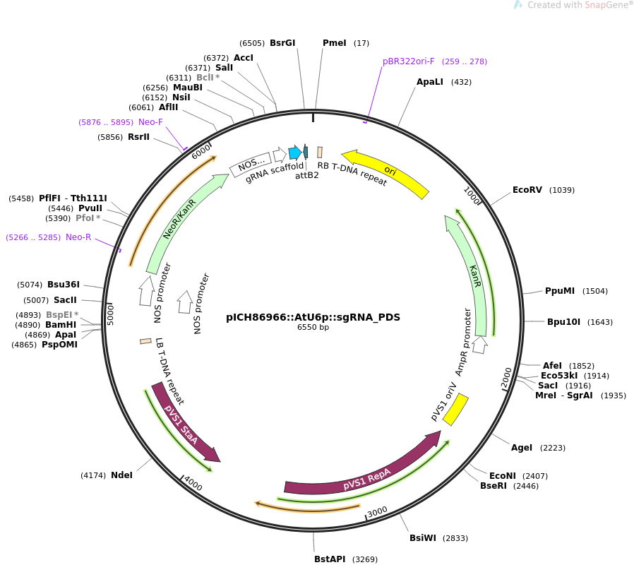 pICH86966::AtU6p::sgRNA_PDS
