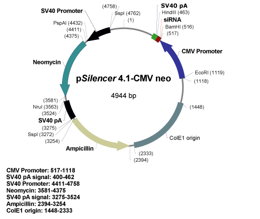 pSilencer 4.1-CMV neo