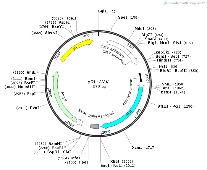 pRL-CMV