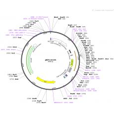 pBIFC-VC155