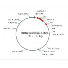 pBHGlox-E1,3cre