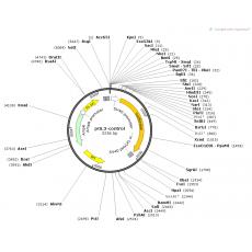 pGL3-Control