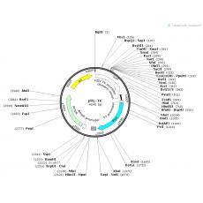 pRL-TK