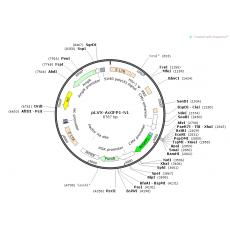 pLVX-AcGFP1-N1