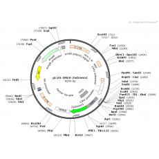 【热销】pLVX-IRES-ZsGreen1