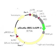 pShuttle-IRES-hrGFP2