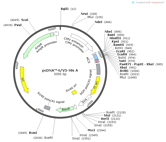 pcDNA4/V5-His A