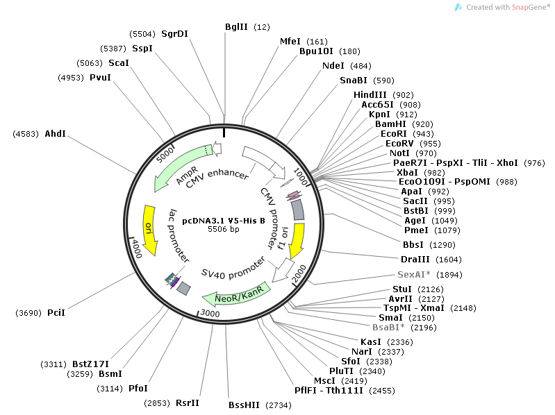 pCDNA3.1-V5-HisB