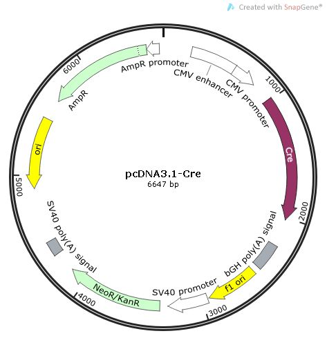 pcDNA3.1-Cre