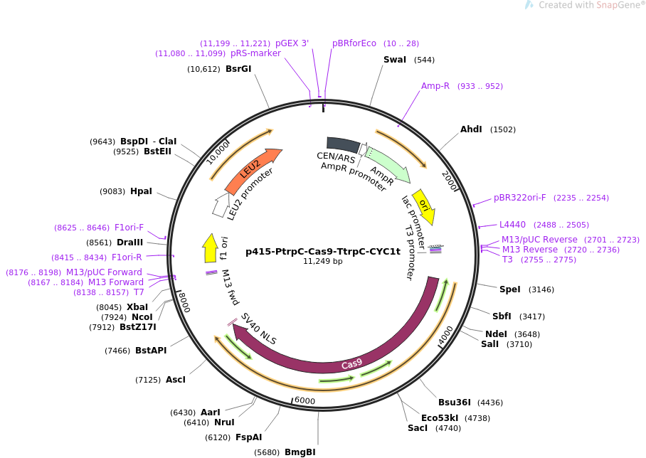 p415-PtrpC-Cas9-TtrpC-CYC1t