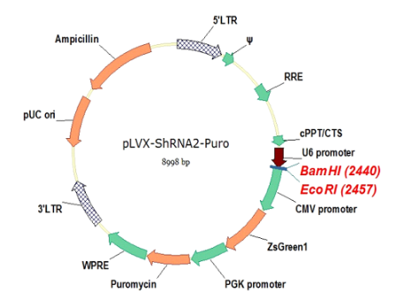 pLVX-shRNA2-Puro  