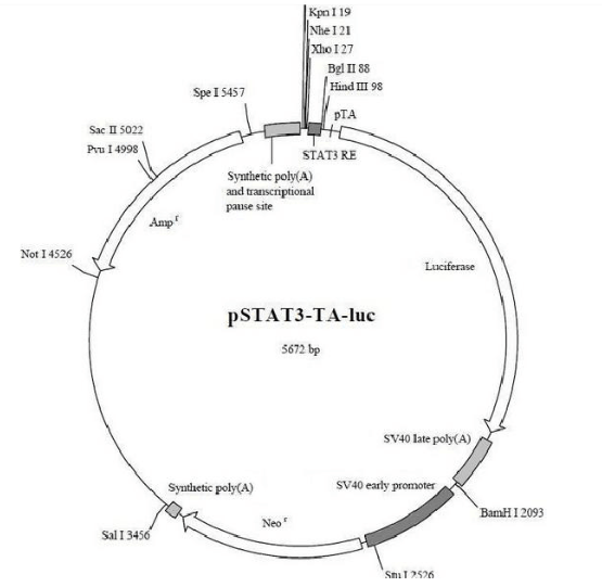 pIκB-EGFP