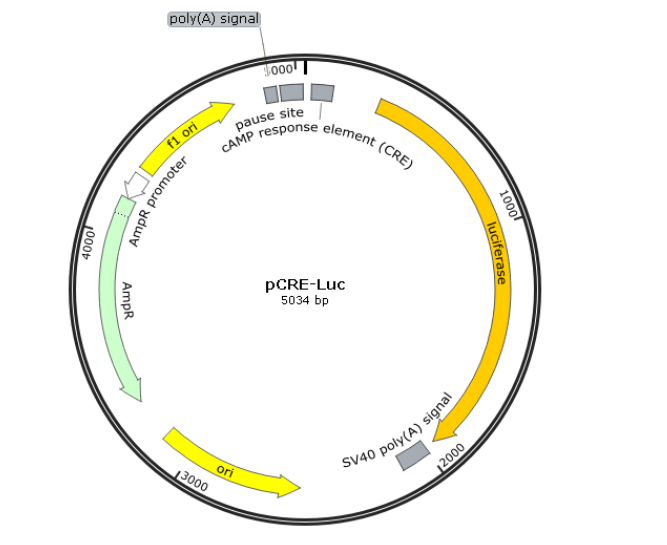 pCRE-Luc