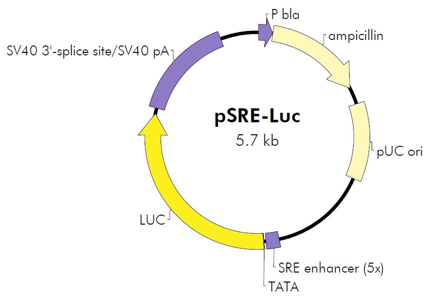 pSRE-Luc