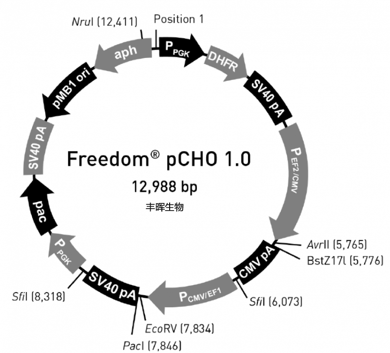 【热销】pCHO1.0（拷贝数低）哺乳抗体表达