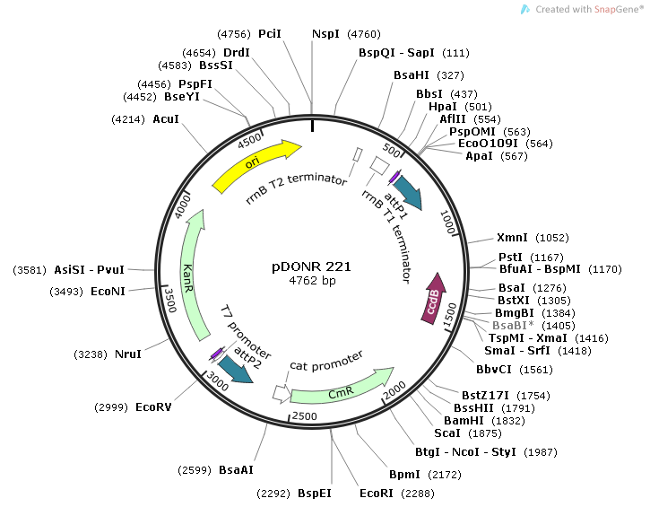 pDONR 221