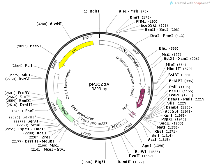 pPICZα A